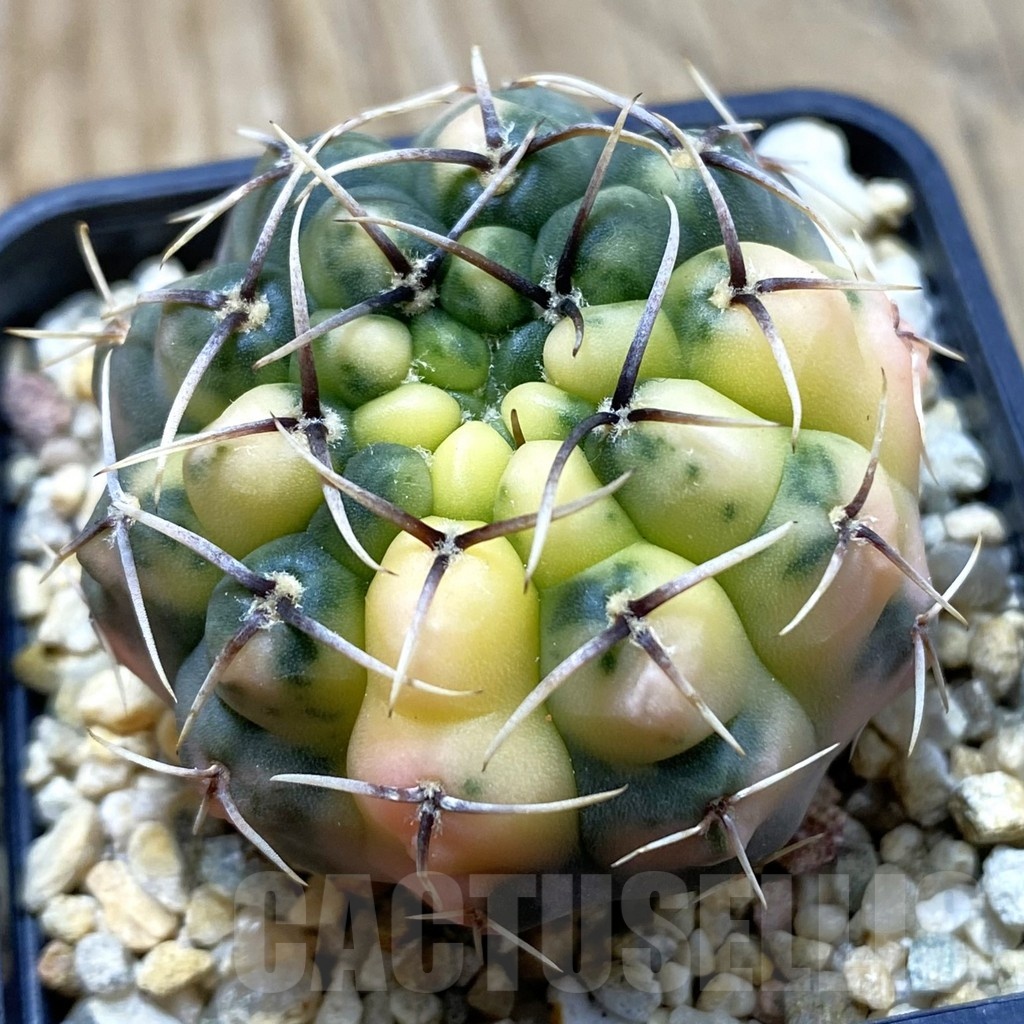 SH20979 Gymnocalycium stellatum f. variegata