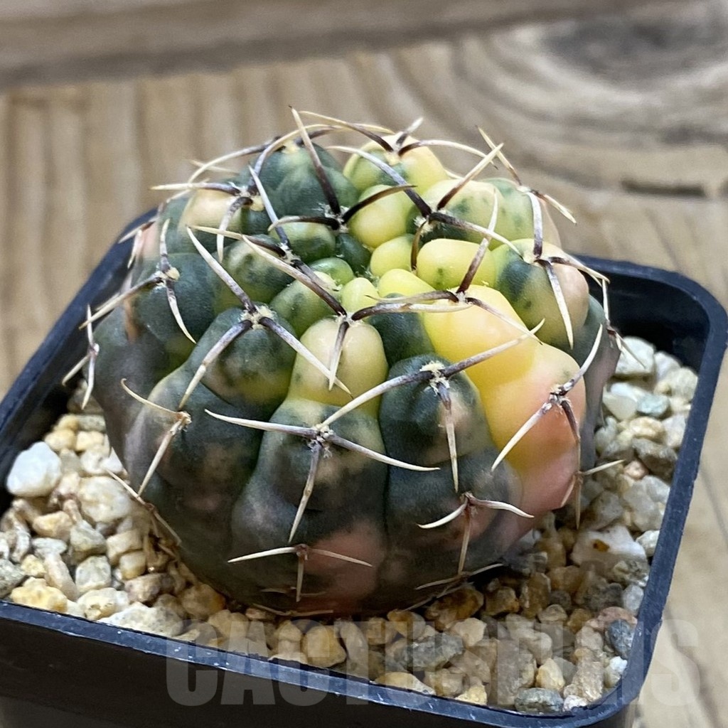 SH20979 Gymnocalycium stellatum f. variegata - Image 2
