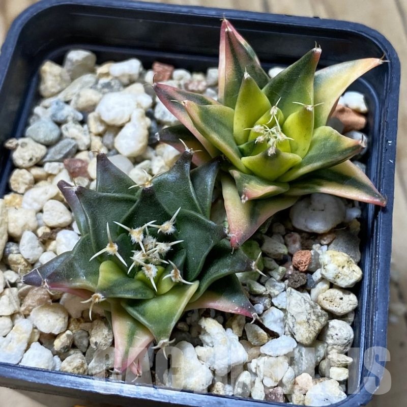 SH20981 Obregonia denegrii f. variegata, 2 plants