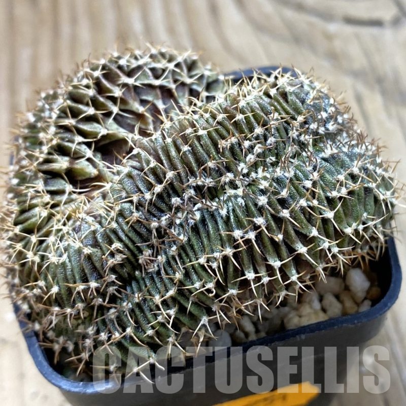 SH20982 Gymnocalycium friedrichii LB f. cristata, seedling
