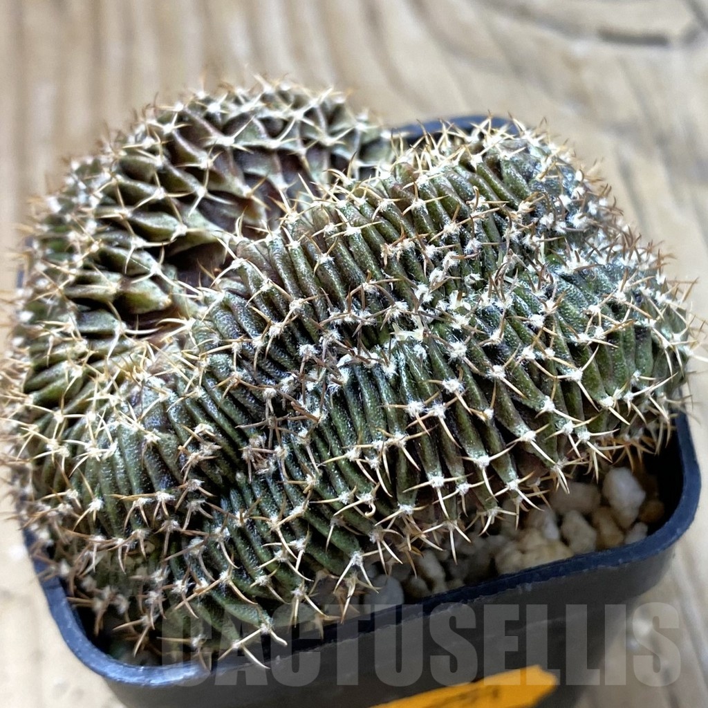 SH20982 Gymnocalycium friedrichii LB f. cristata, seedling