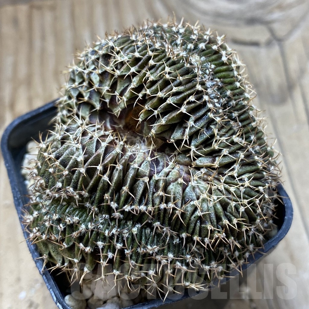 SH20982 Gymnocalycium friedrichii LB f. cristata, seedling – Image 2