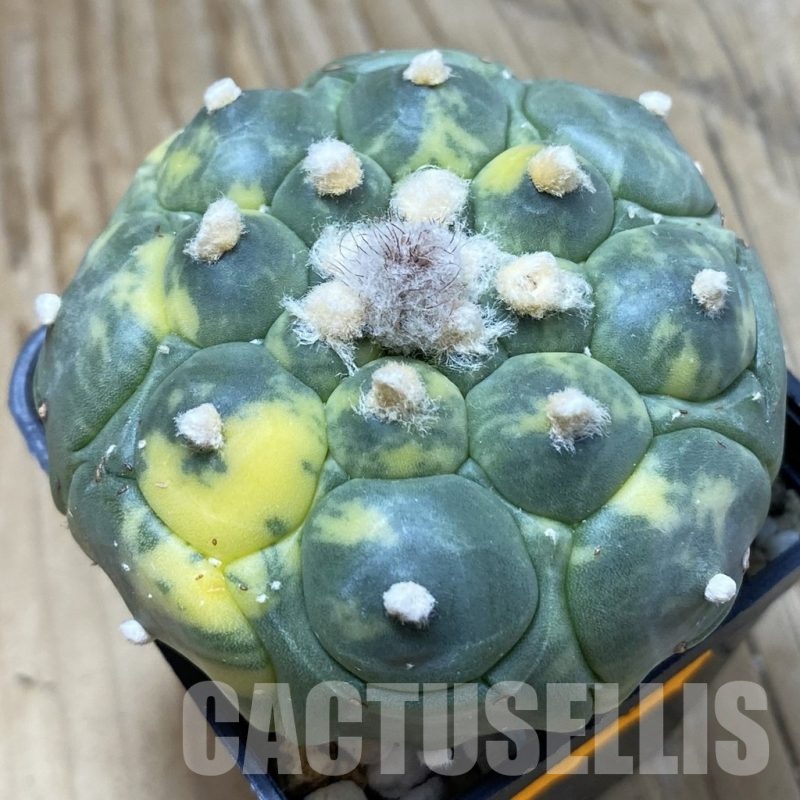 SH20986 Astrophytum asterias ‘Kikko’ f. variegata