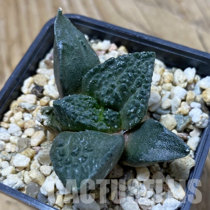 SH20987 Ariocarpus fissuratus ‘Godzilla’ hybrid, seedling