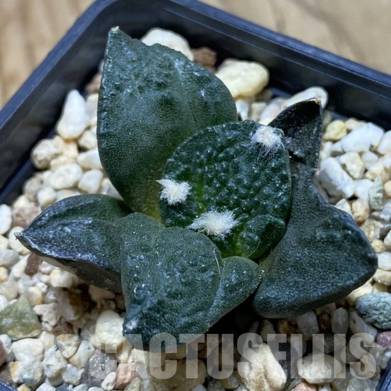 SH20988 Ariocarpus fissuratus ‘Godzilla’ hybrid, seedling