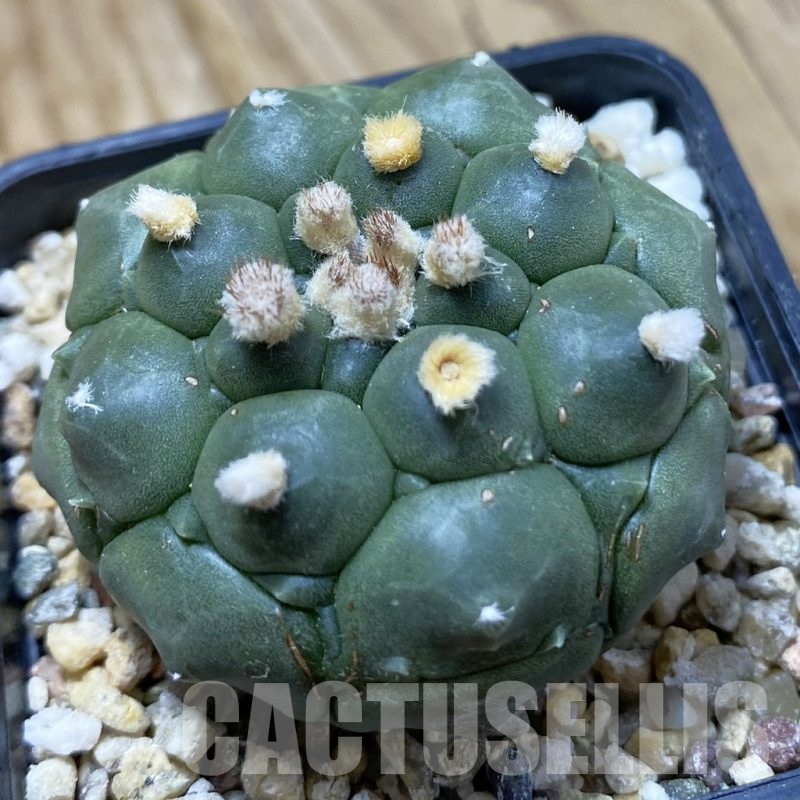 SH20990 Astrophytum asterias ‘Kikko’