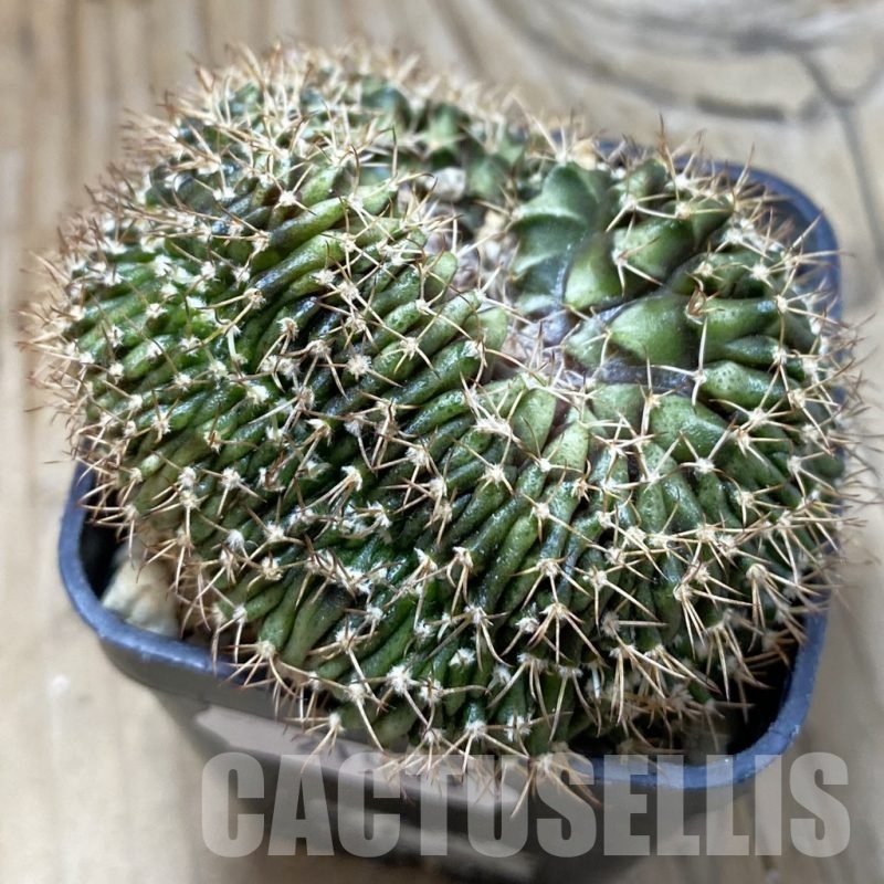 SH21003 Gymnocalycium mihanovichii f. cristata