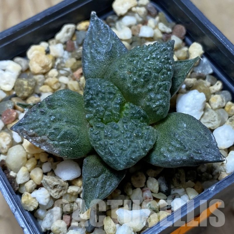 SH21694 Ariocarpus fissuratus ‘Godzilla’ hybrid, seedling