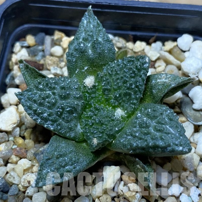 SH21699 Ariocarpus fissuratus ‘Godzilla’ hybrid, seedling
