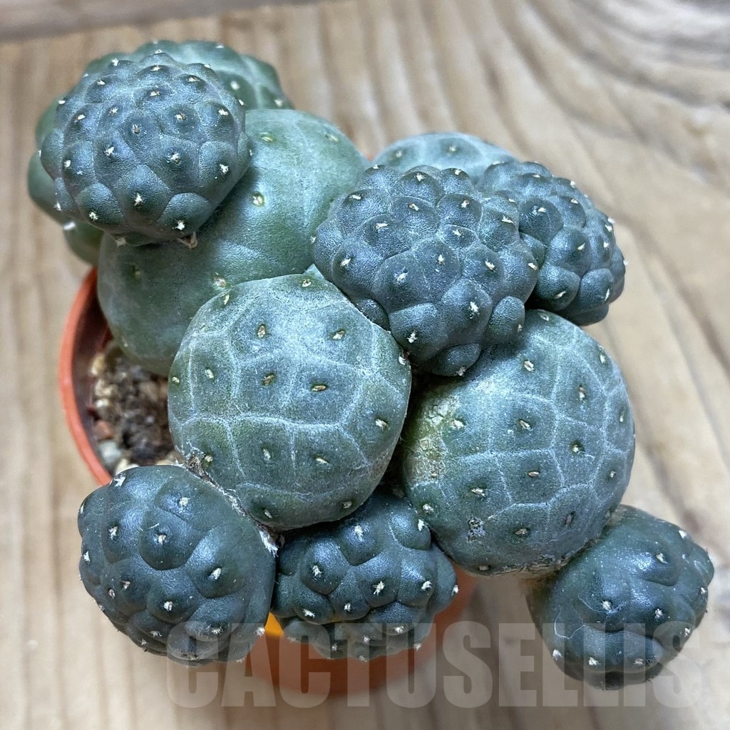 SH247 Puna bonnieae f. inermis, grafted - Image 2