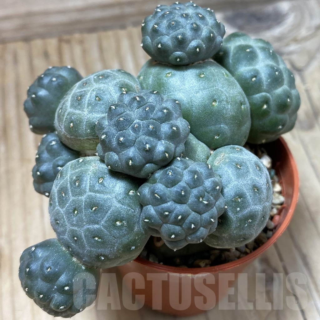 SH247 Puna bonnieae f. inermis, grafted