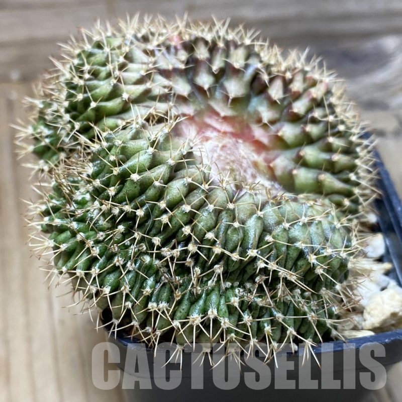 SH279 Gymnocalycium mihanovichii f. cristata