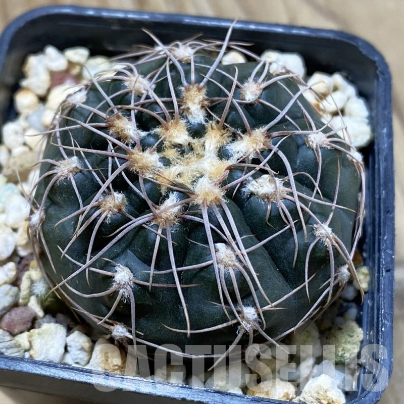 SH503 Gymnocalycium taningaense VG 306