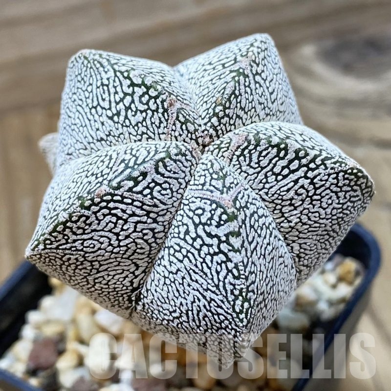 SH525 Astrophytum myriostigma ‘Onzuka’