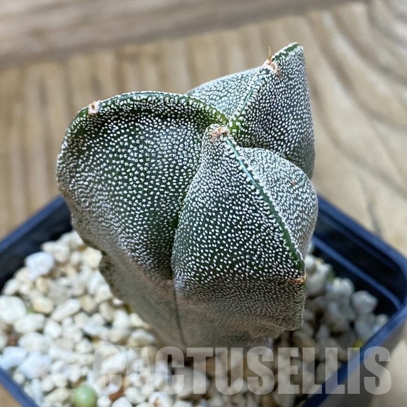 SH262 Astrophytum myriostigma v. tricostatum