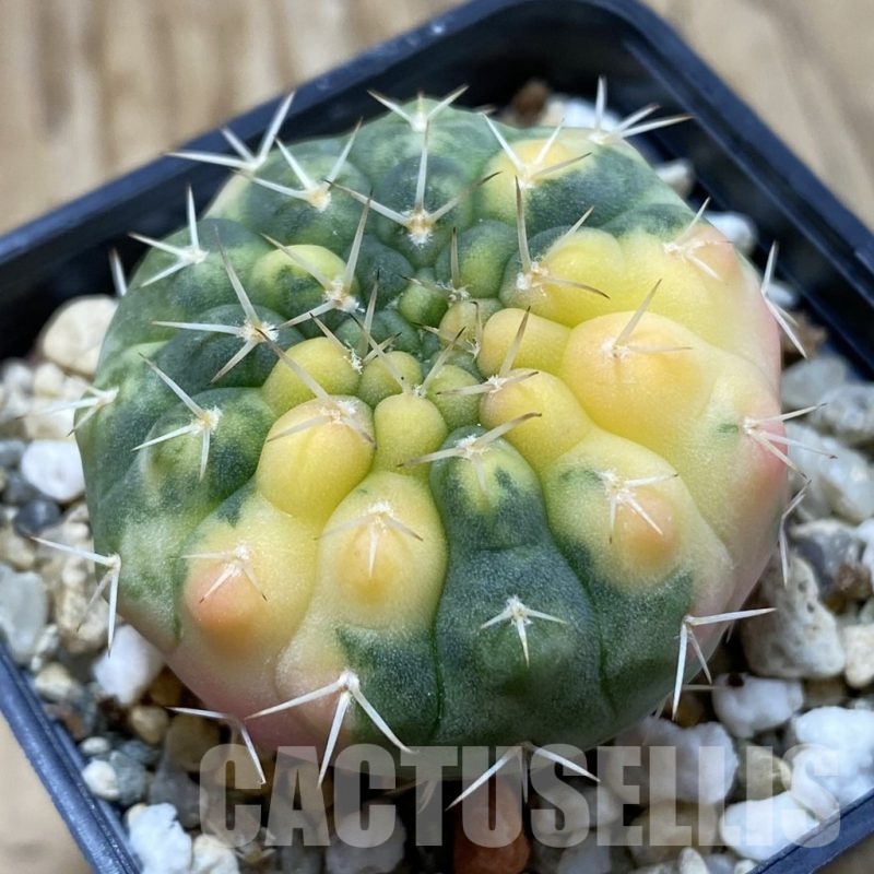 SH828 Gymnocalycium stellatum f. variegata
