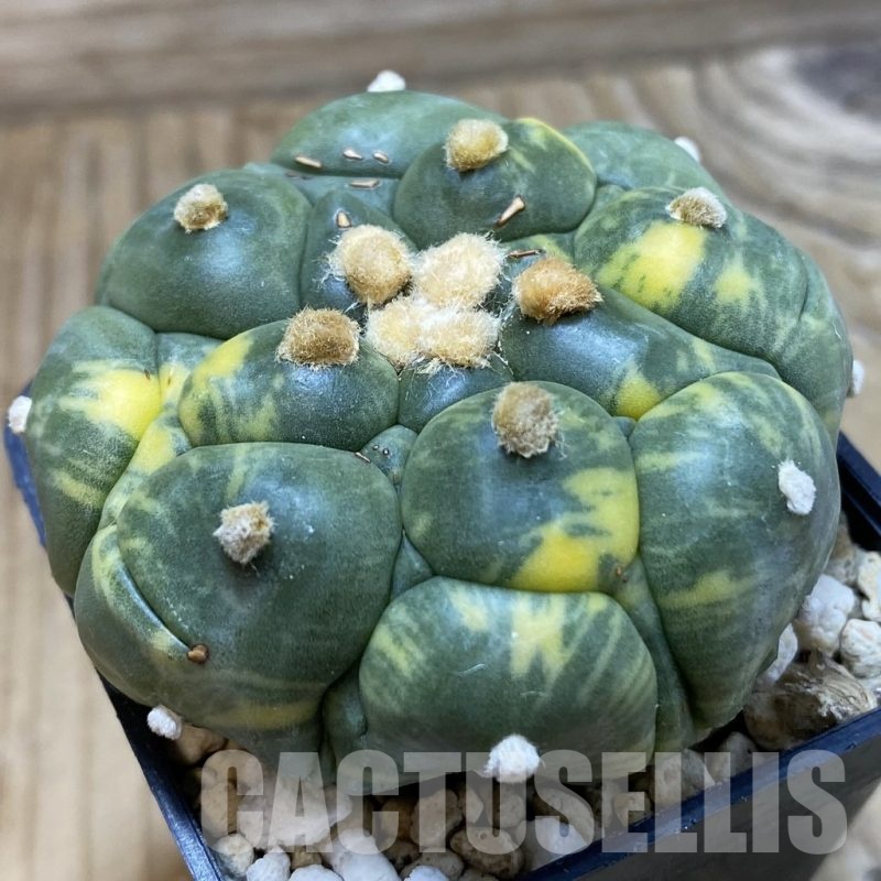 SH842 Astrophytum asterias ‘Kikko’ f. variegata