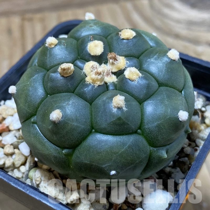 SH921 Astrophytum asterias 'Kikko'