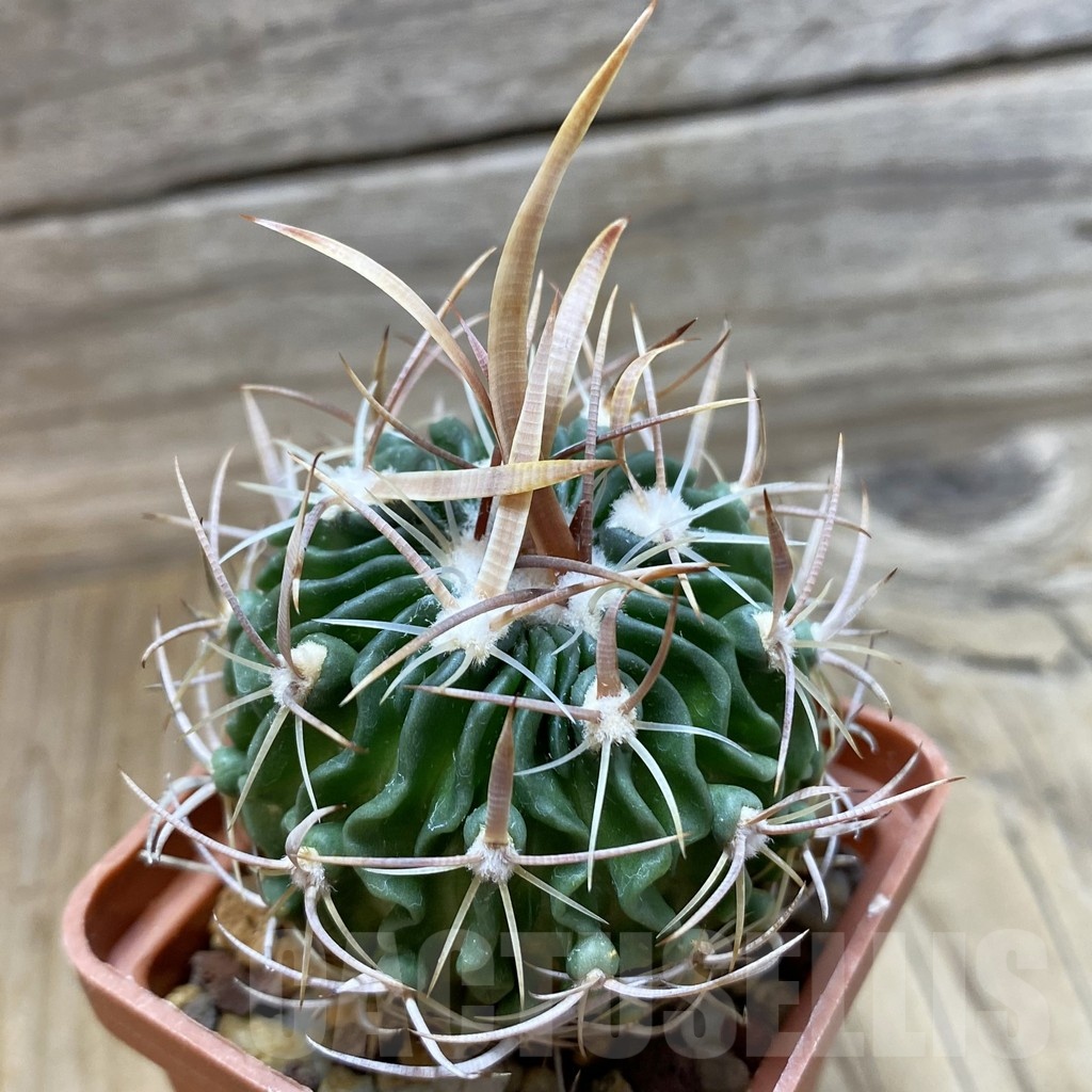 SH421 Echinofossulocactus sp. L 1377