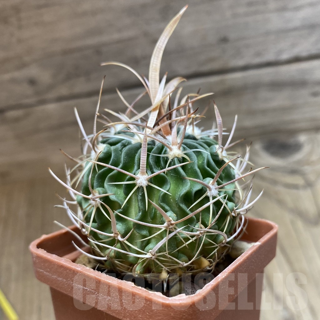 SH421 Echinofossulocactus sp. L 1377 - Image 2