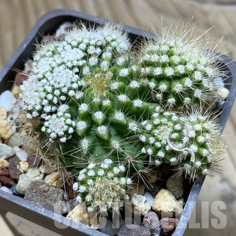 SH452 Neoporteria subgibbosa f. monstrosa ? ex MG 1037.5