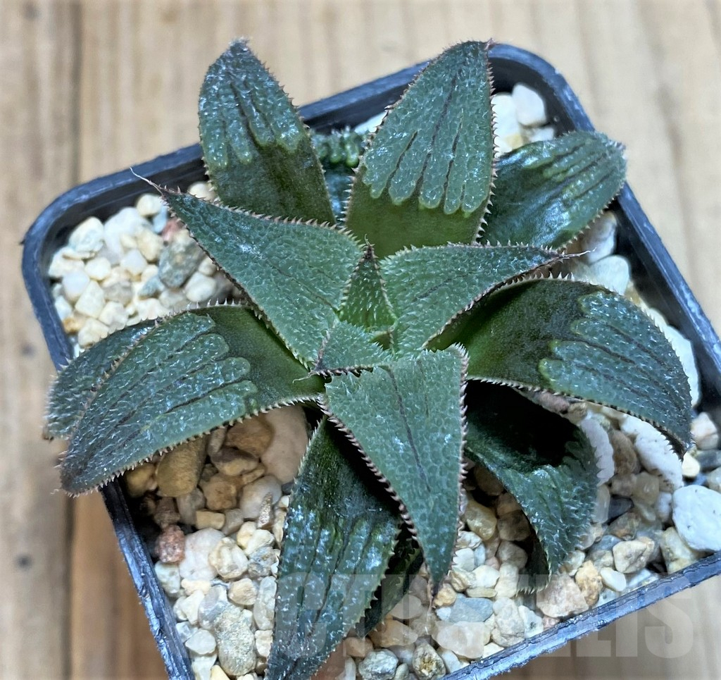 SH477 Haworthia badia hybrid