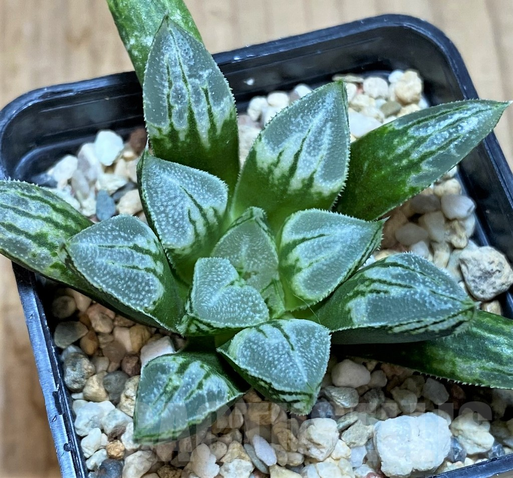 SH478 Haworthia 'Love Heart'