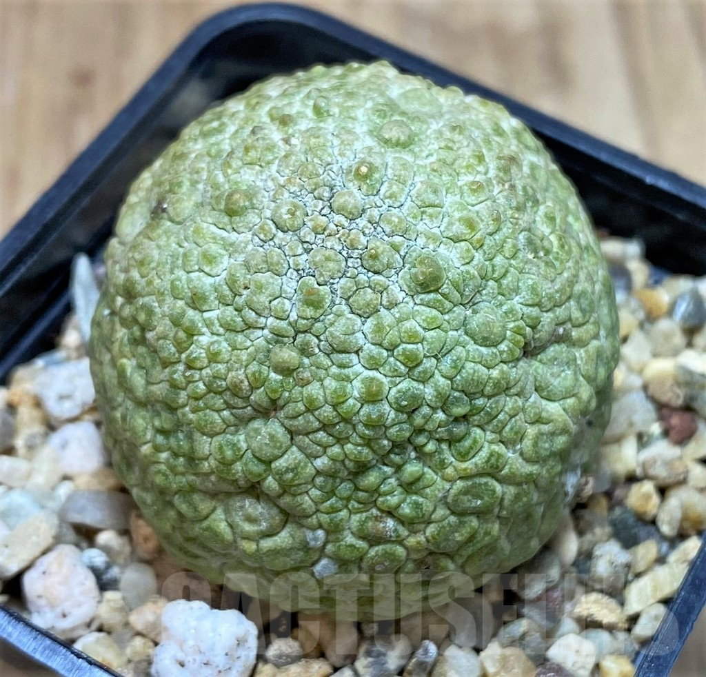 SH474 Pseudolithos migiurtinus