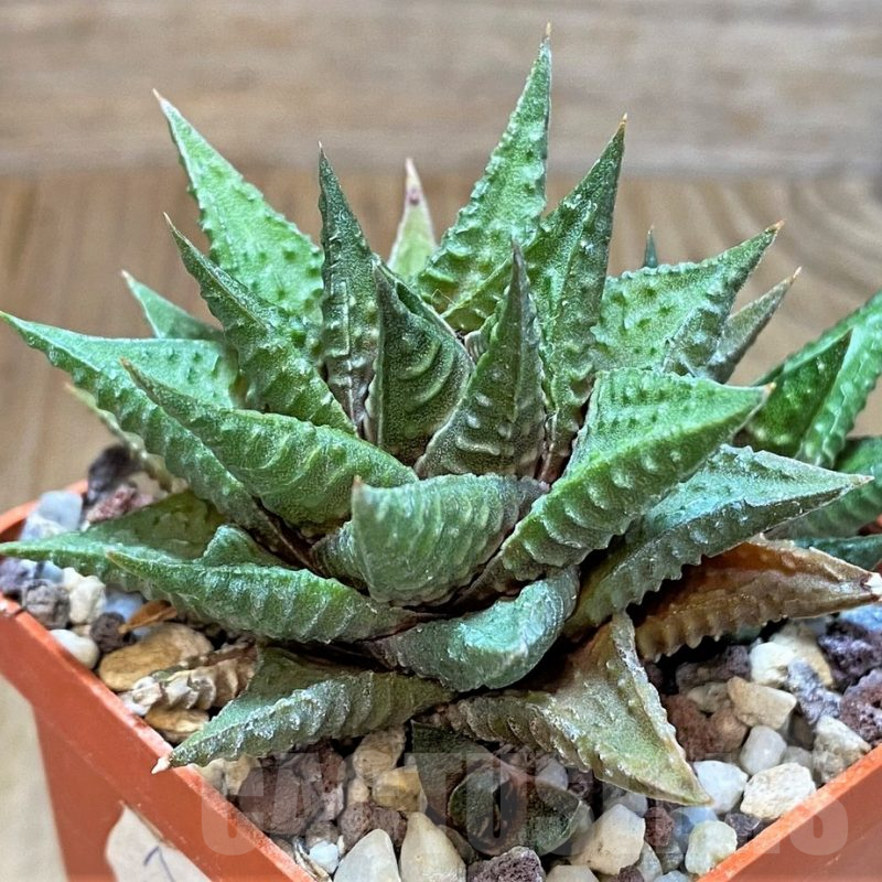 SH483 Haworthia limifolia