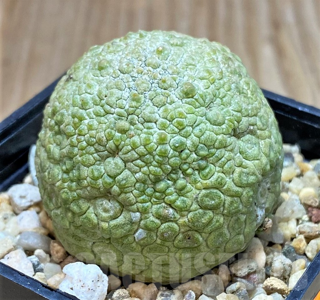 SH474 Pseudolithos migiurtinus - Image 2