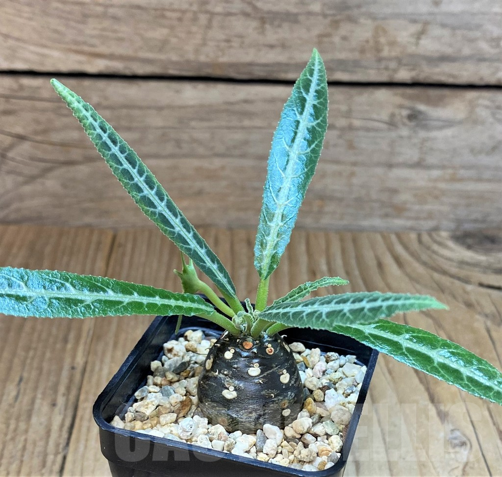 SH494 Dorstenia lancifolia - immagine 2