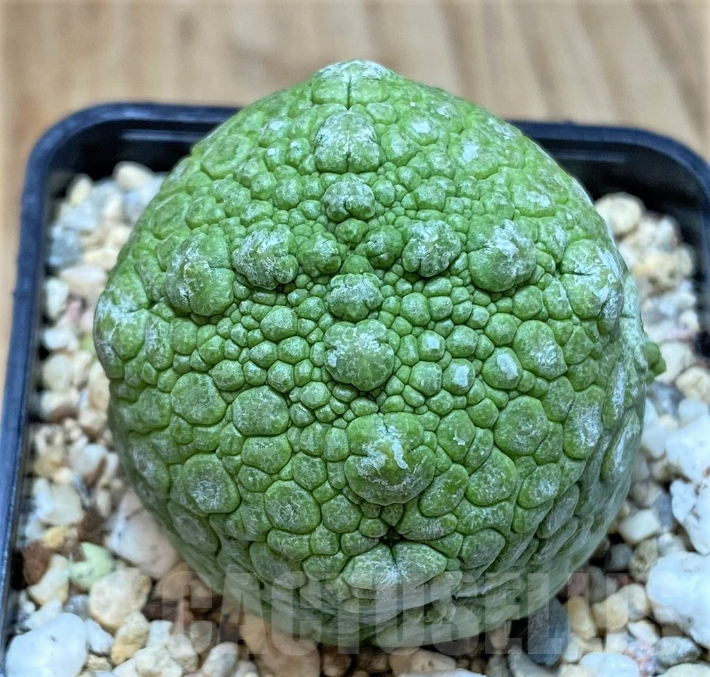 SH475 Pseudolithos cubiformis