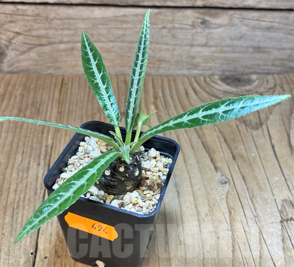 SH494 Dorstenia lancifolia