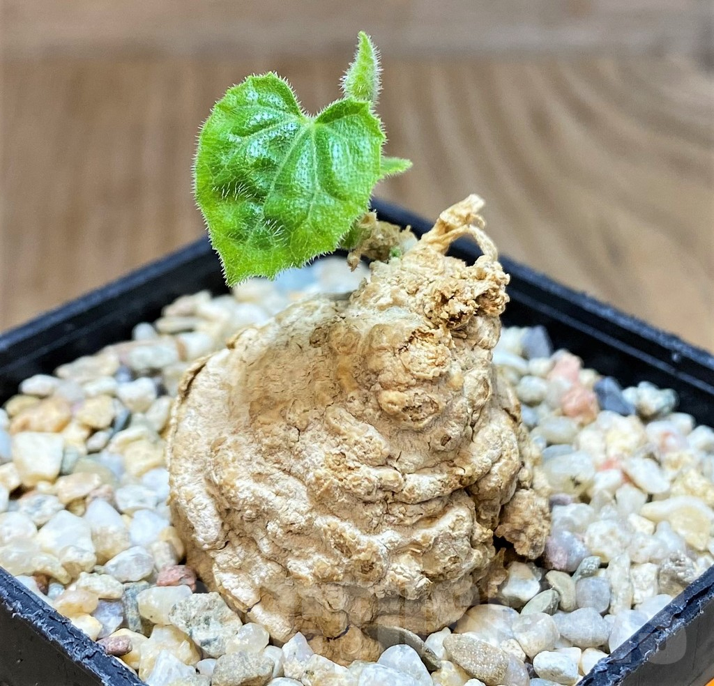 SH496 Coccinia mildbraedii