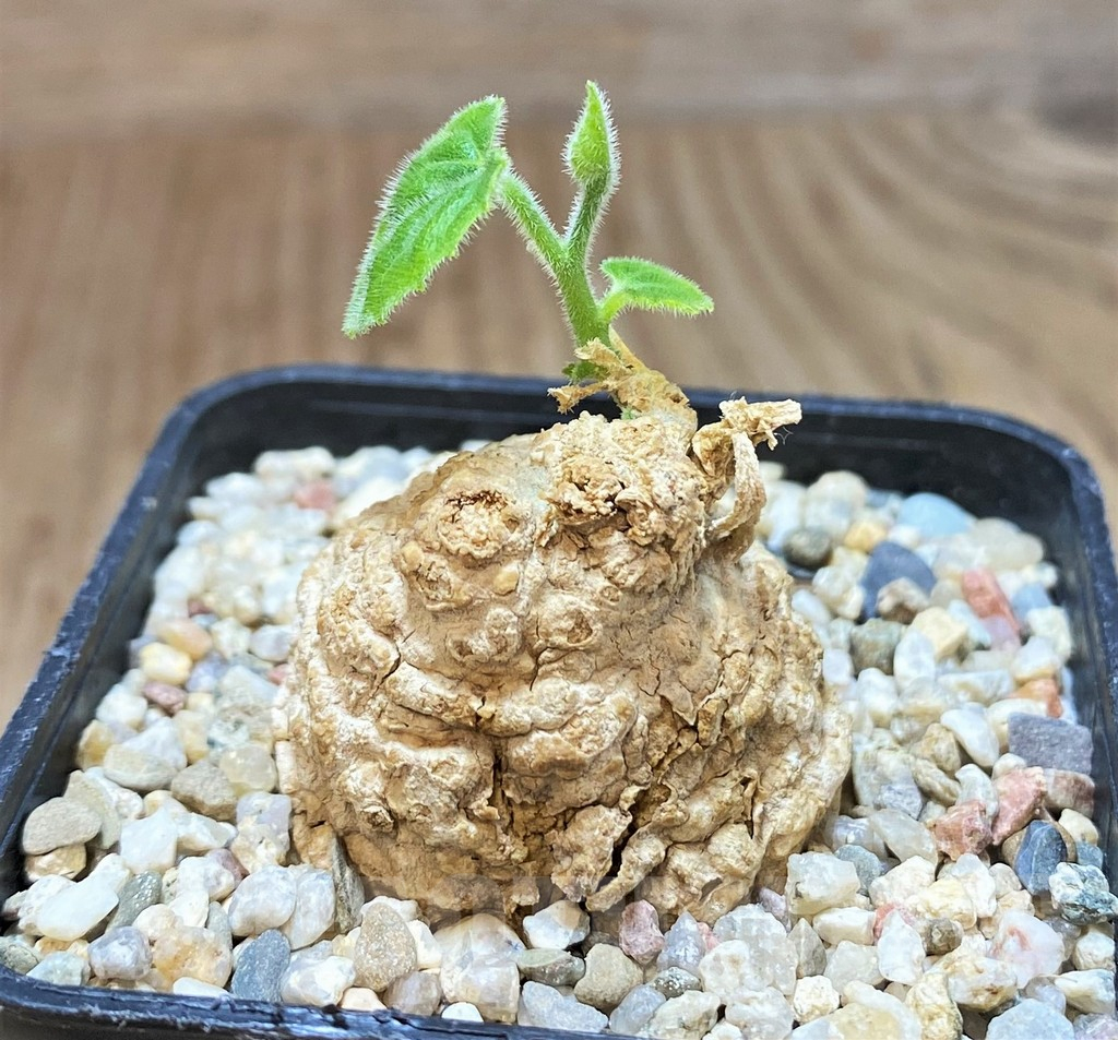 SH496 Coccinia mildbraedii - Image 2