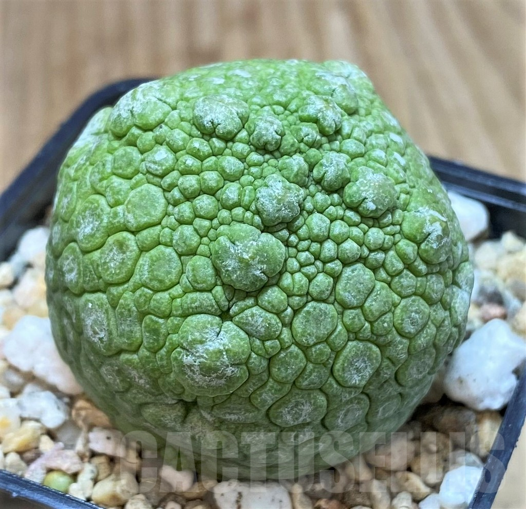 SH475 Pseudolithos cubiformis - Image 2