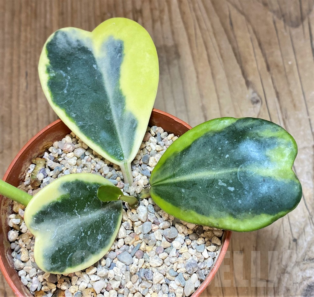 SH498 Hoya kerrii f. variegata