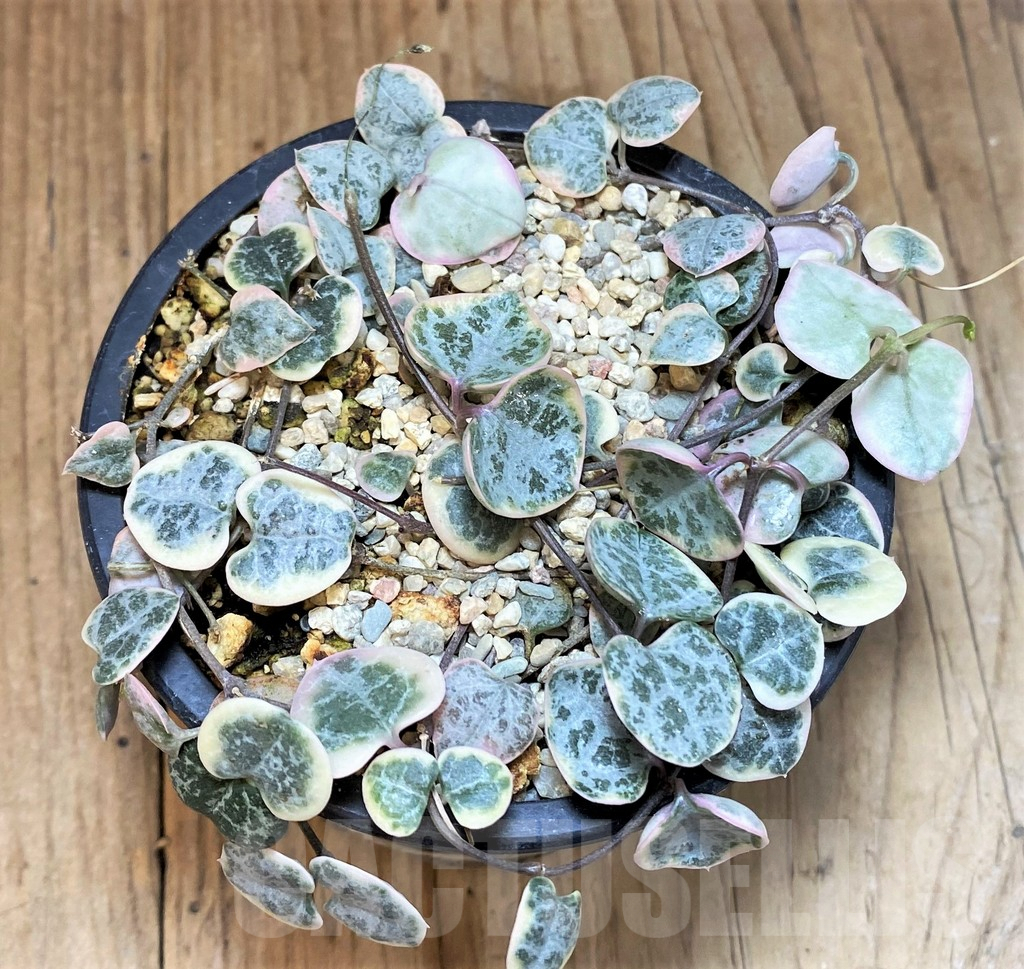 SH500 Ceropegia woodii f. variegata