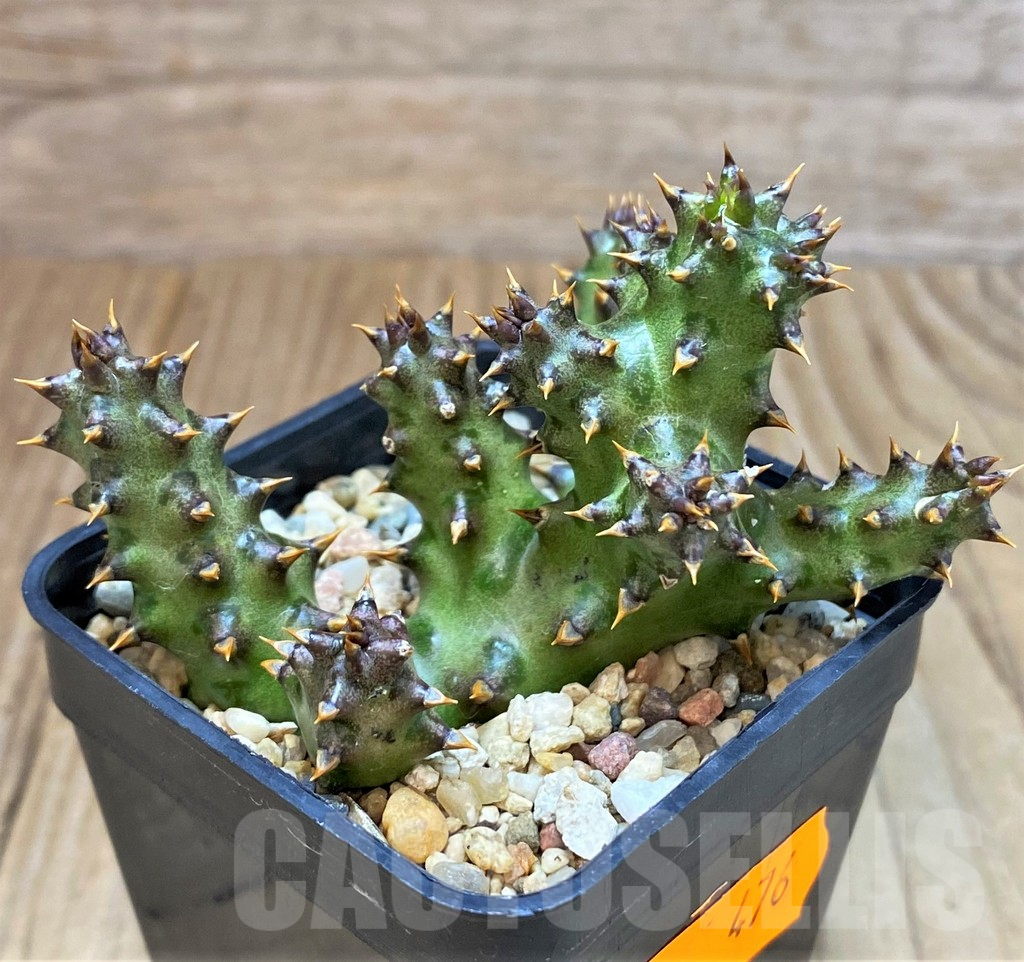 SH476 Edithcolea grandis - Image 2