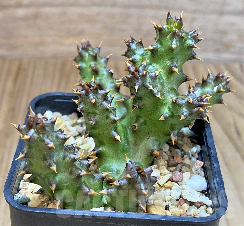 SH476 Edithcolea grandis