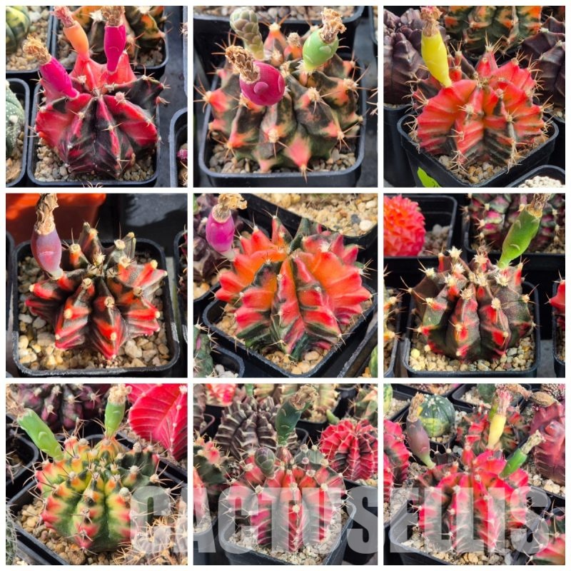 LOT512 20 SEEDS Gymnocalycium mihanovichii f. variegata harvest 2025