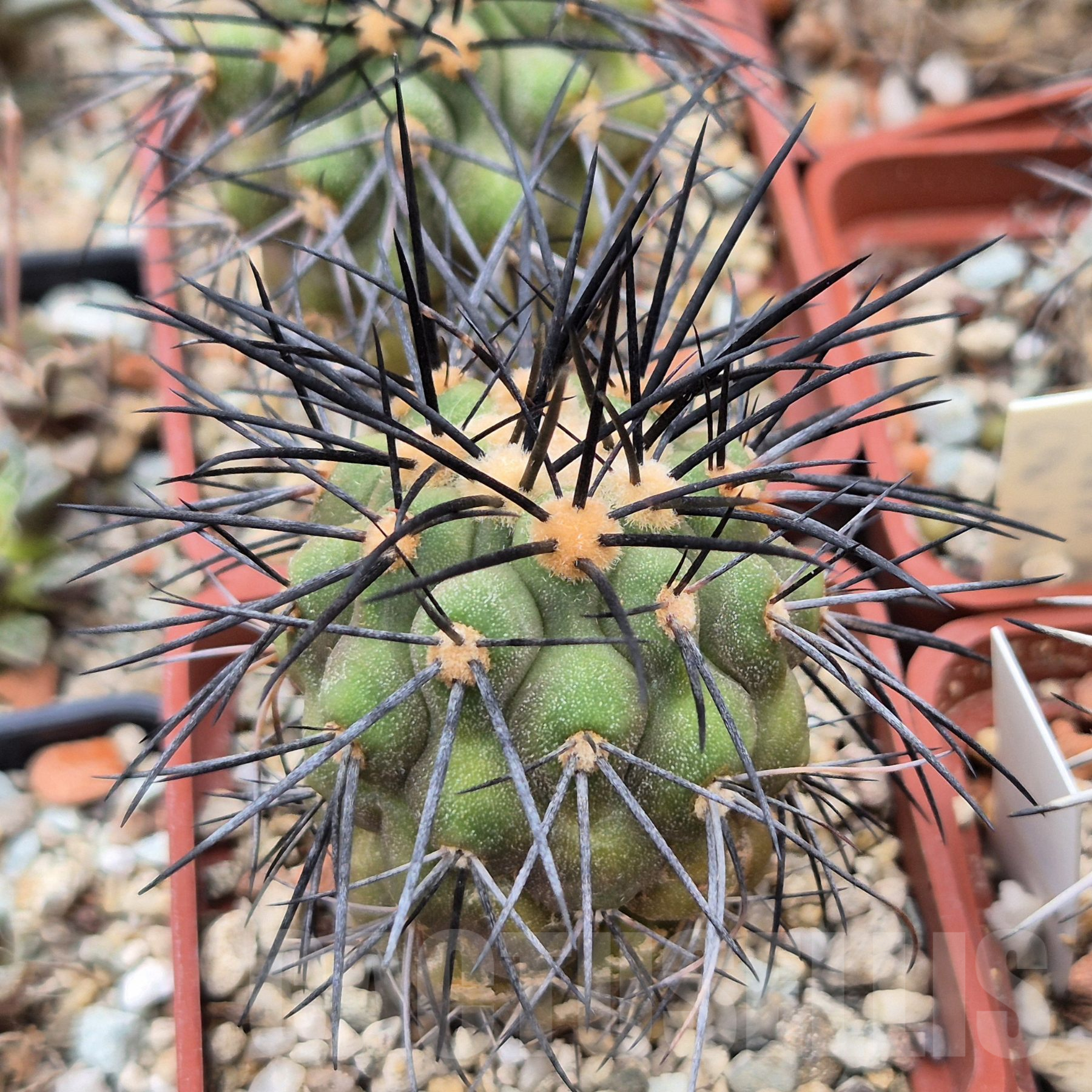 LOT765 10SEEDS Copiapoa longistaminea f. "tigrillensis" GCG 15324 Quebrada Trigrillo, Chile