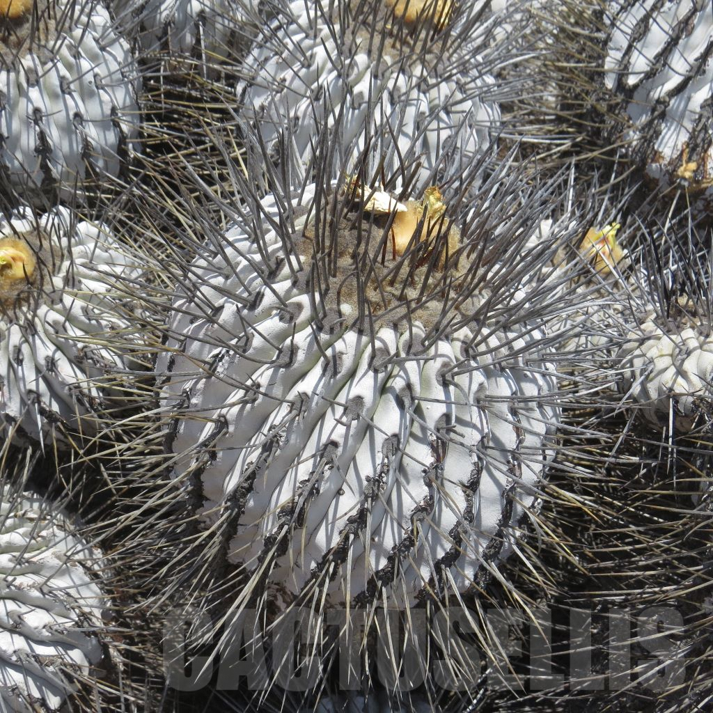 LOT768 10SEEDS Copiapoa dealbata dealbata GCG 15274 SELECTION mezi Q.Totoral a Llanos del Challe 10374