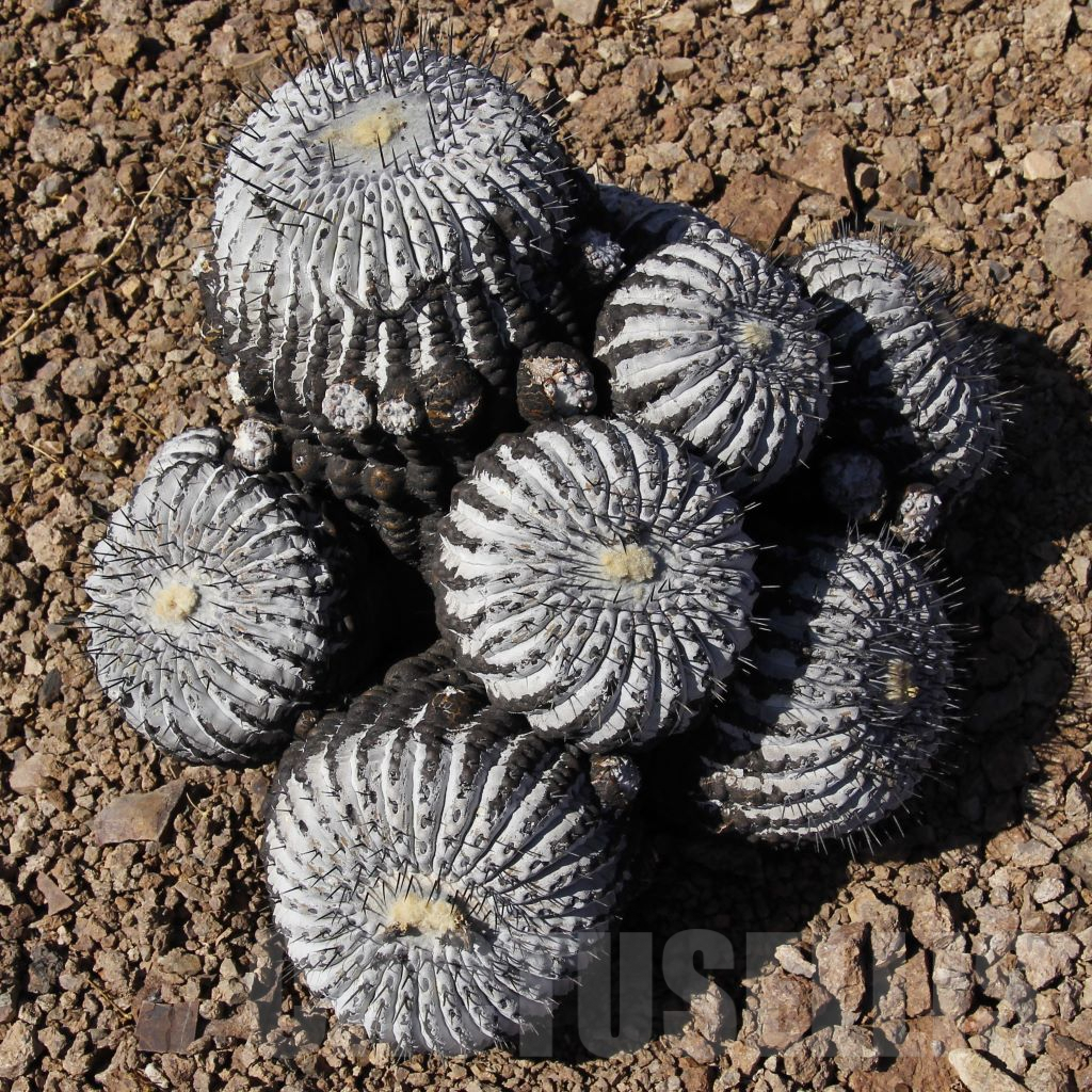 LOT769 10SEEDS Copiapoa cinerea GCG 15262 Quebrada Cortadera I., E of Taltal, Chile 10191