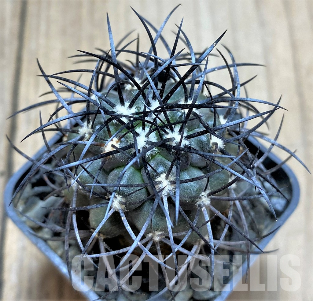 LOT770 10SEEDS Copiapoa corralensis GCG 15239 Sauce Perez, S of Freirina, Chile 10350