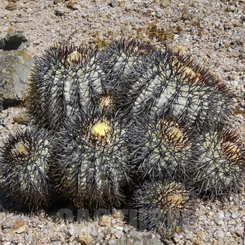 LOT772 10SEEDS Copiapoa longistaminea GCG 15303 b SELECTION end of Quebrada Guanillos II., Chile 10437 2024