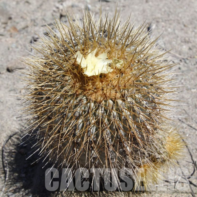 LOT778 10SEEDS Copiapoa haseltoniana SELECTION GCG 15038 km 86 N of Paposo, Chile 1733 2024