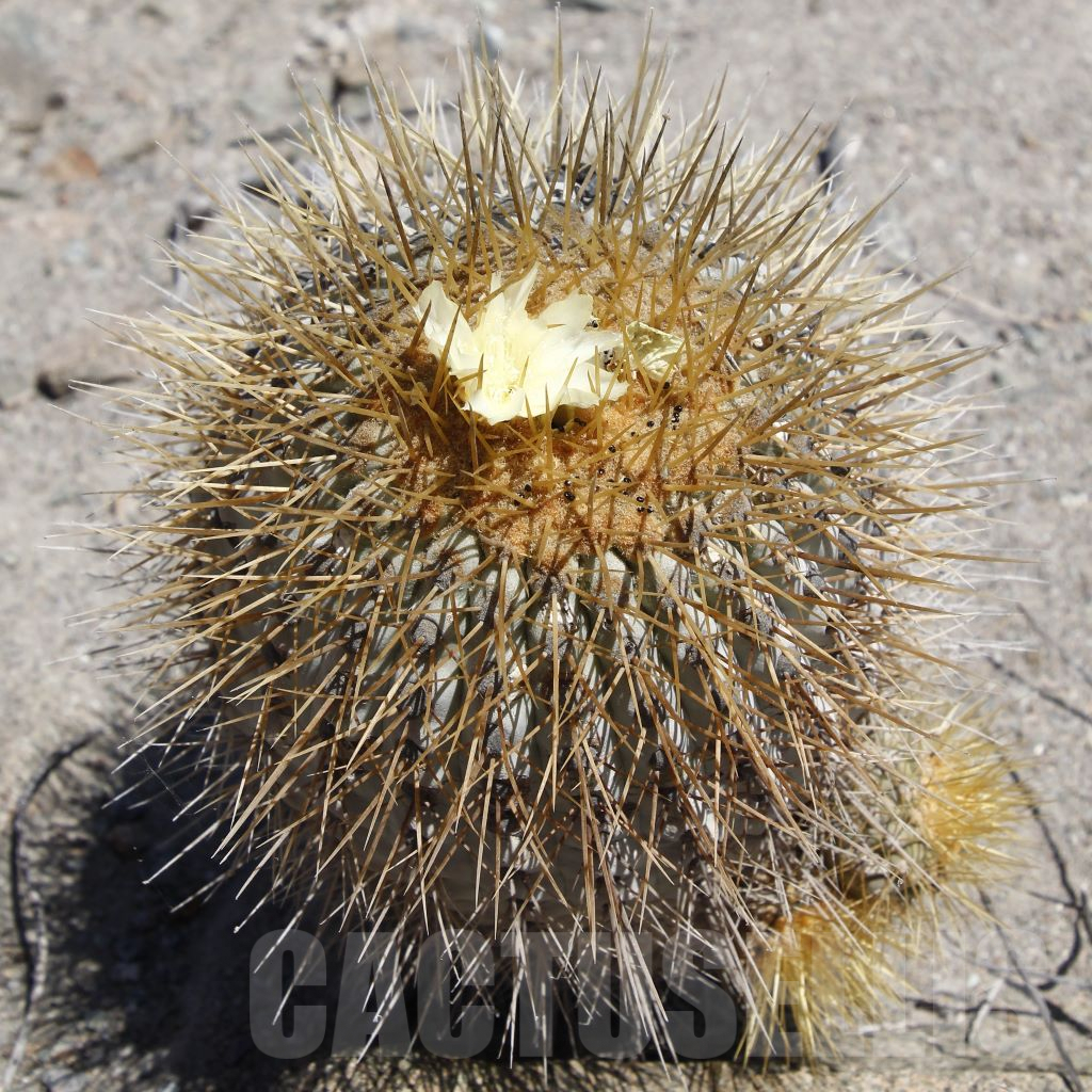 LOT778 10SEEDS Copiapoa haseltoniana SELECTION GCG 15038 km 86 N of Paposo, Chile 1733 2024