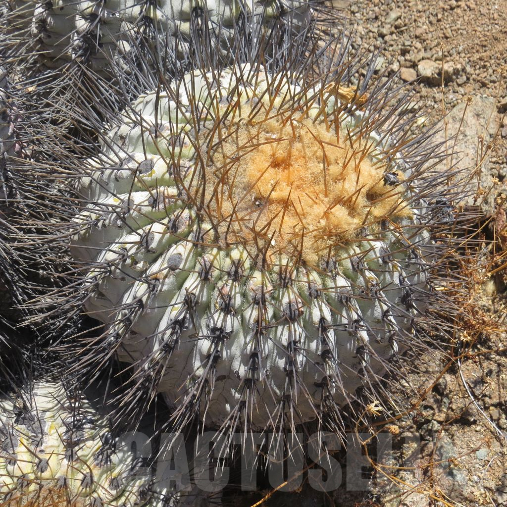 LOT780 10SEEDS Copiapoa haseltoniana GCG 15039 km 86 N of Paposo, Chile 1731 2024