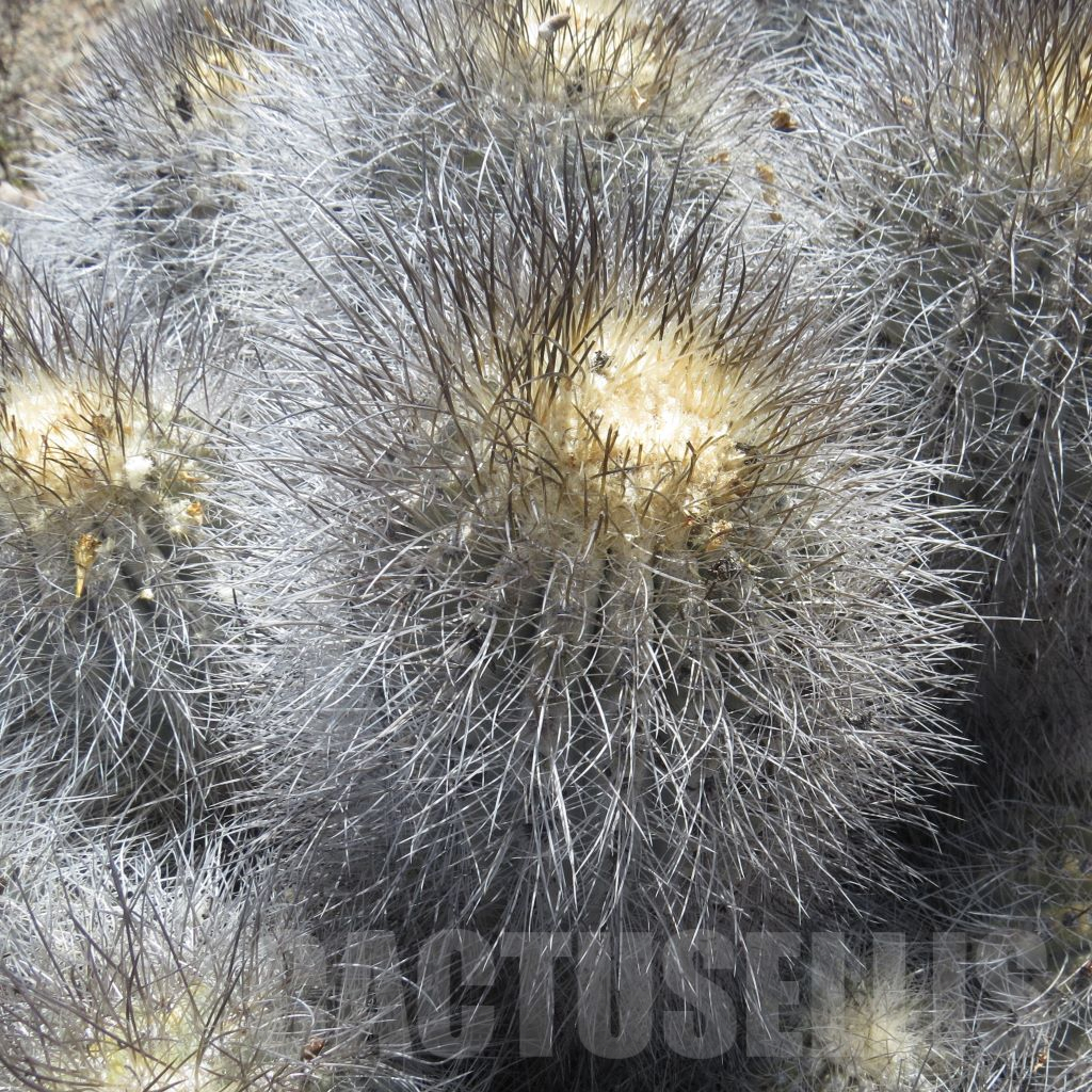 LOT782 10SEEDS Copiapoa x scopulina GCG 15283 Quebrada San Ramon 10464 2024